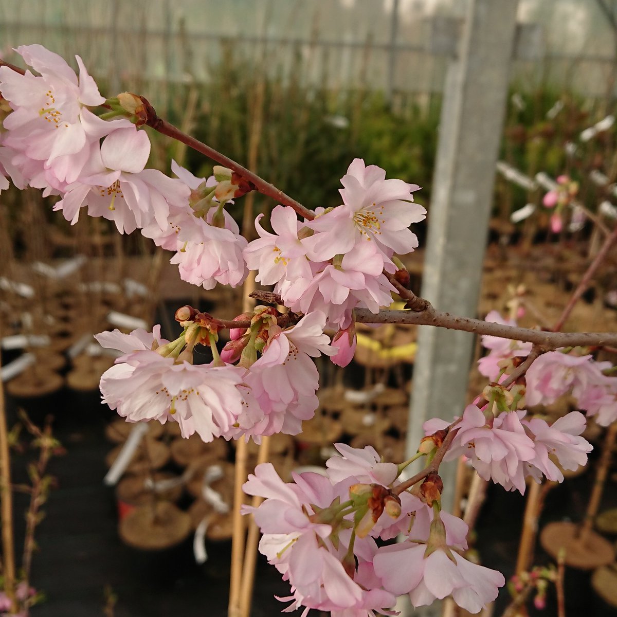 These Prunus 'Accolade' were pretty eye catching on the nursery over the weekend #cherryblossom #flowers #garden #Homegrown