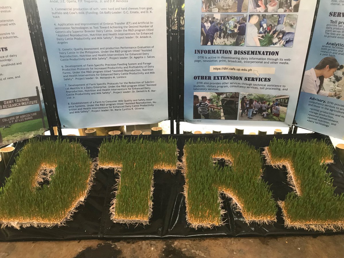 dtriuplb's tweet photo. Corn sprouts as potential feed for ruminants especially in landless smallhold production system #ediblelandscaping #foragelandscaping #UPLBResearch https://t.co/6nATRGggDT