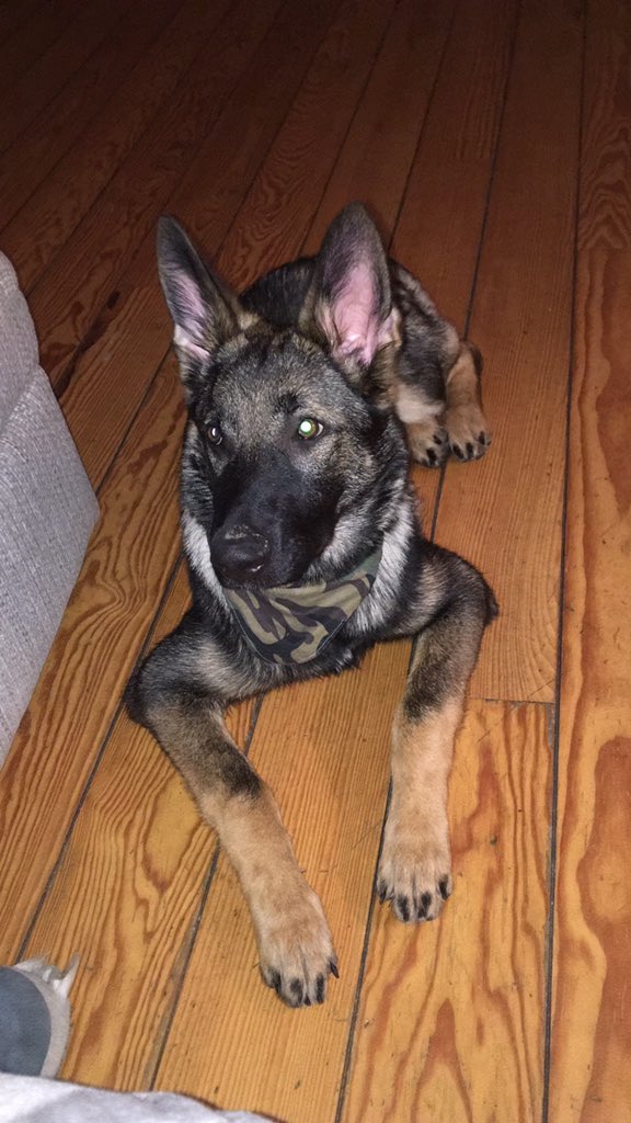 Sezryan's tweet photo. The fur baby😍🐕❤️ @conor.sinnott.75 #loveher #juno #theprincess #germanshepherd #puppylove https://t.co/lVcszvR7l7
