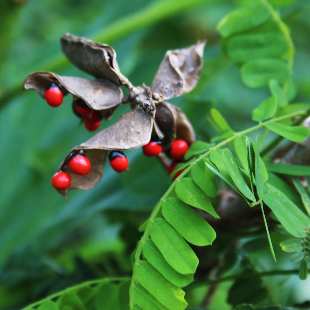 Calleenscrafts on X: "#Abrus #precatorius, also known as jequirity bean or # rosary #pea, is a herbaceous flowering plant 🌱 Native to almost all  tropics, the plant is best known for its #seeds,