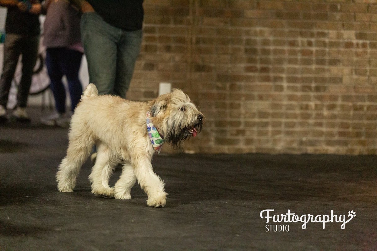 wheatienamedted's tweet photo. “I had soooo much fun @indysindoorbarkpark’s #FURstFriday event. I loved playing with everyone!”
🐾
🐾
🐾
#wheatenterrier #wheatensofTwitter #wheatenlovers #scwt #indywheatens #dogsofindy #meetinawheaten #goodboy #adventureswithted #ridiculousted #dadandhisdog #normansgang https://t.co/vQZjx9apmc