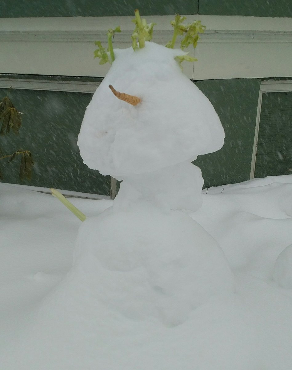 adsumforwomen's tweet photo. It may be March, but there's a carrot and celery in our garden. #shelterlife #Halifax https://t.co/ktBJgFg6Td