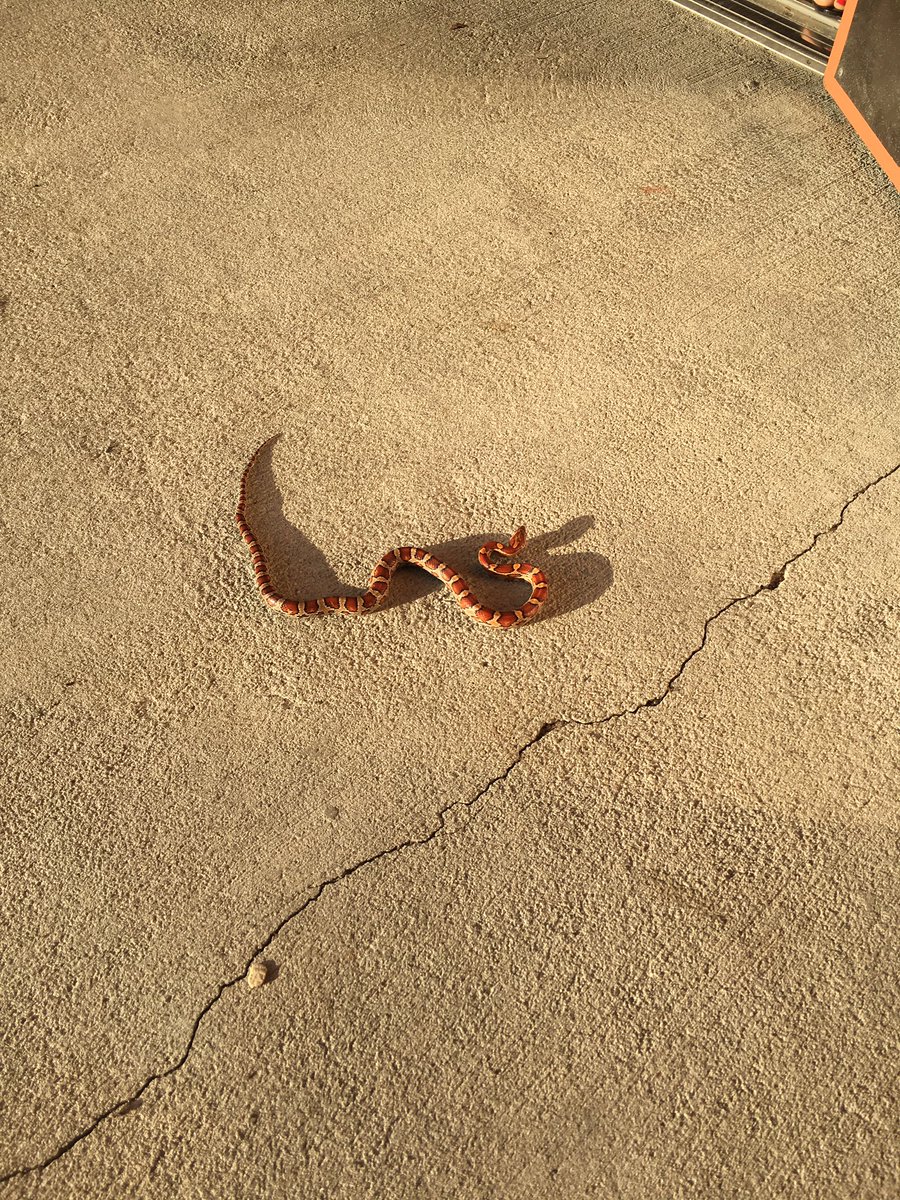 MrsWilbert1127's tweet photo. Ms. King came to the rescue this morning when I opened my office door and felt something extremely disgusting go over my foot and looked down to notice a nasty snake RIGHT NEXT TO ME!! Almost had a heart attack!! 🐍😳👎🏼@Proud2BeAtPride https://t.co/TYRDVspOx2