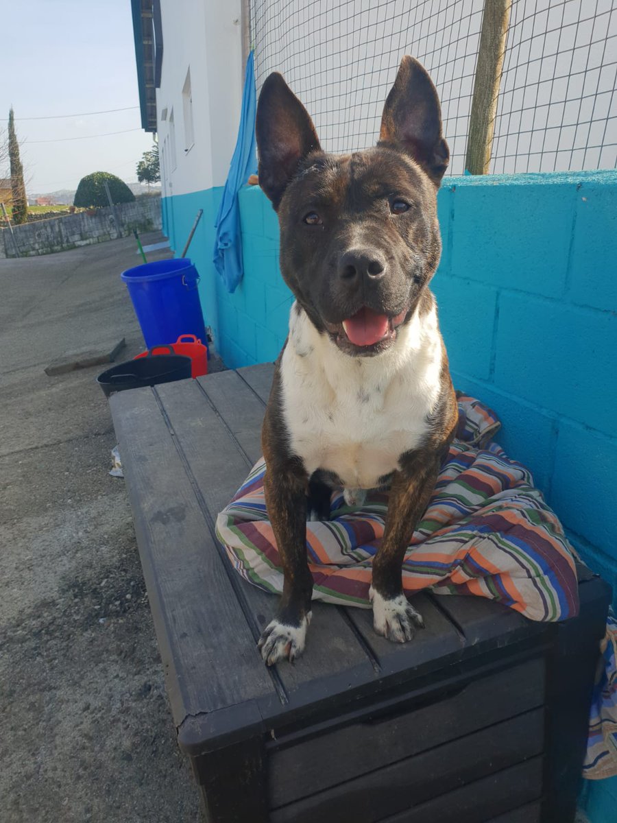 ¡Sigo aquí! Sí, soy Nerón y sigo aquí, nadie se lo explica. ¿Alguien me puede llevar a su casa por favor? No sé lo que es un hogar calentito y una familia que te quiera. Soy muy joven todavía y no quiero crecer aquí.
Contacto: adoptasospitbull@gmail.com