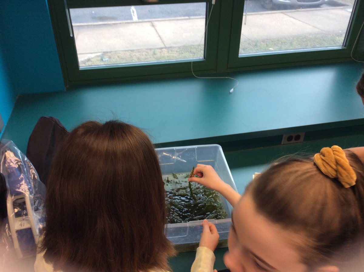 SraQuiroga's tweet photo. Alistando las plantas para el laboratorio de fotosíntesis @APSscience @APSGunston https://t.co/xQuWWlVrb0