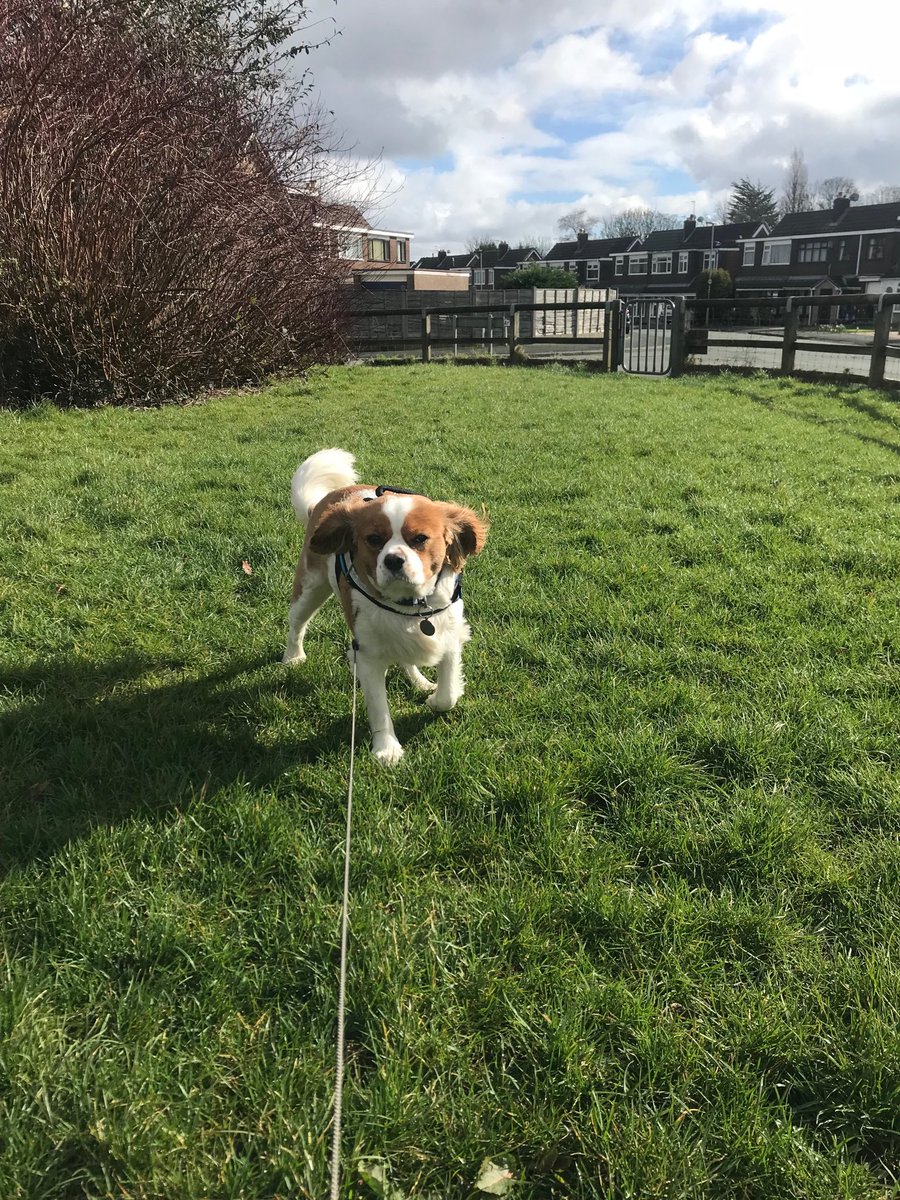 fetchdogwalks's tweet photo. Busy day out and about with these Fetch Friends! #fetchfriends #dogwalking #dogsoftwitter https://t.co/1UPpdM6VT4