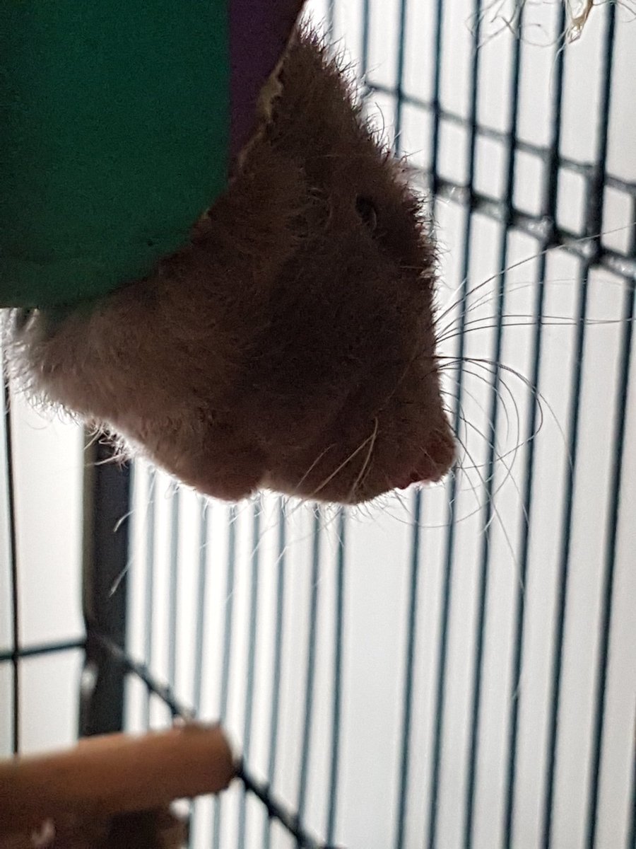 CannaCritics's tweet photo. @itsapaworld Rat head 😁 https://t.co/9Mxu1C2mik