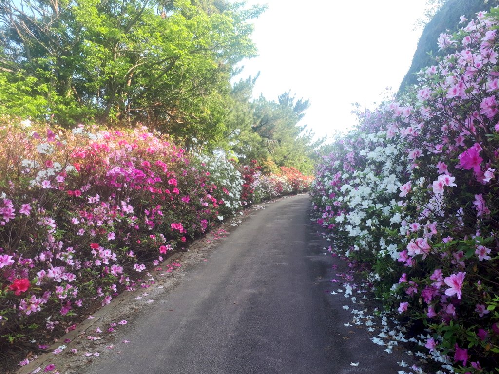 東村つつじ祭り Twitter Search Twitter