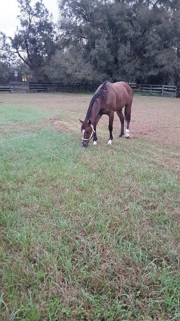 PETE’S FLEET (2011 NY-bred G 67-starts), handsome son of AFLEET ALEX, @ Ocala foster! He’s well &amp; very😃 2 move &amp; graze. TY Sue S 4 funding his ✈️ &amp; Jennifer P 4 fostering. <a href="/CaribbeanOTTB/">CaribbeanTBAftercare</a> is happy to announce he’s going to <a href="/ExcellerFund/">The Exceller Fund</a>♥️ #RacingWarriorProgram later in Spring🎉🐎