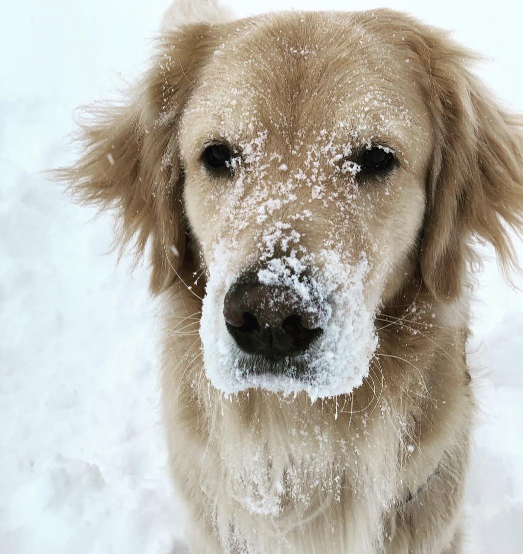 Norman is enjoying the weather.
Photo: @bubbasontherun
