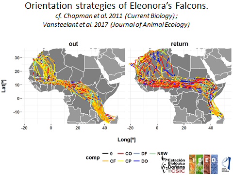 My last talk at weekly #movementecology meeting <a href="/IBED_UvA/">IBED</a> before moving to <a href="/FiguerolaLab/">FigueroLab</a> <a href="/ebdonana/">Estación Biológica de Doñana - CSIC</a> later this week. Showing first results of stop-over and orientation analyses of my new study species: the magnificent Eleonora´s #Falcon. Totally enchanted by these birds already 🥰