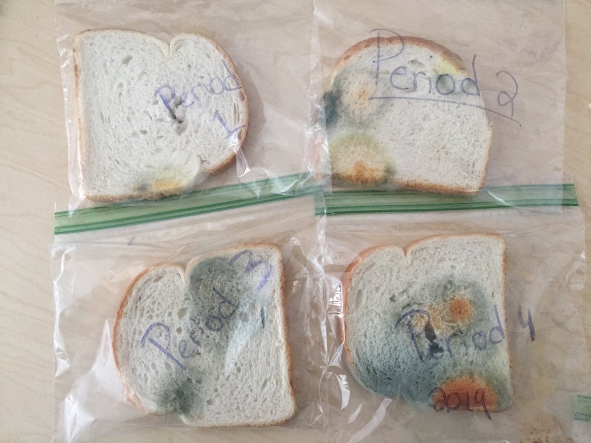 6thgradelyons's tweet photo. We did a little experiment and had everybody touch a piece of bread, then watched the germs grow. 🤢 https://t.co/6xK5D4DsXW