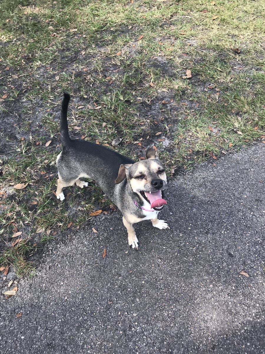 veronicaperaza's tweet photo. Hi Twitter, I’m currently fostering this cutie but unfortunately I can’t keep her permanently! I’m looking for a forever home, if you know of anyone looking to adopt a pup and give her the best home possible, DM me! 🥰🐾 https://t.co/xHaHA9PPqN