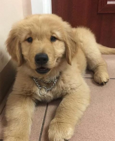 knowlesanimal's tweet photo. Need a vet? #KnowlesAnimalClinics handles any pet crisis or problem with love, compassion and expert care - 24/7/365.
Contact us today for an appointment: https://t.co/mnxe5jNjkr
#BestMiamiVets #Miami24HourVet #AtKnowlesWeKnow https://t.co/kvN5FJWuvc