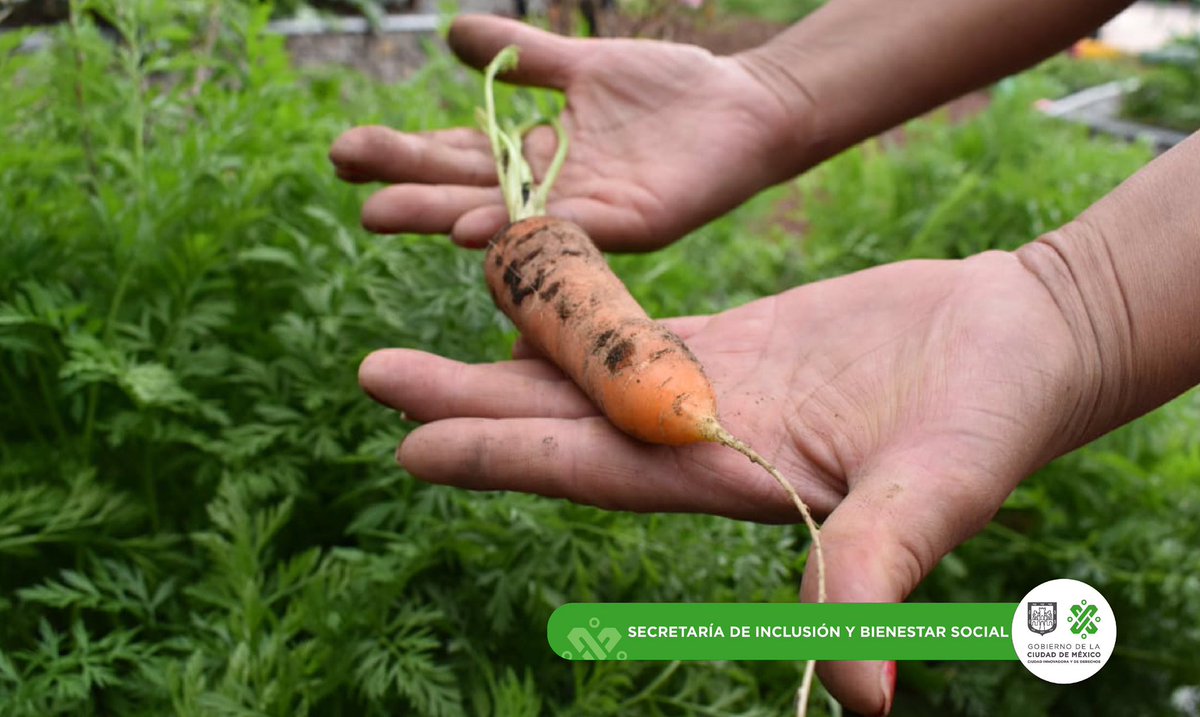 SEBIEN_cdmx's tweet photo. Espiga CDMX es el #HuertoUrbano más grande América Latina, ahí aprenderás a producir tus alimentos y cuidar el medio ambiente. Conócelo en 👉https://t.co/H7i9U9NAfG https://t.co/QxsXi9PeGL