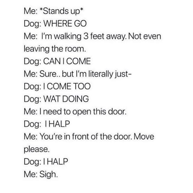 EVERYTIME I pee at home with Islay around.
#DarwinAndIslay https://t.co/1qLeIwOCU8 https://t.co/hEqN