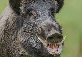 BONITO LANCE A JABALI mitly.us/CAZADICTOS