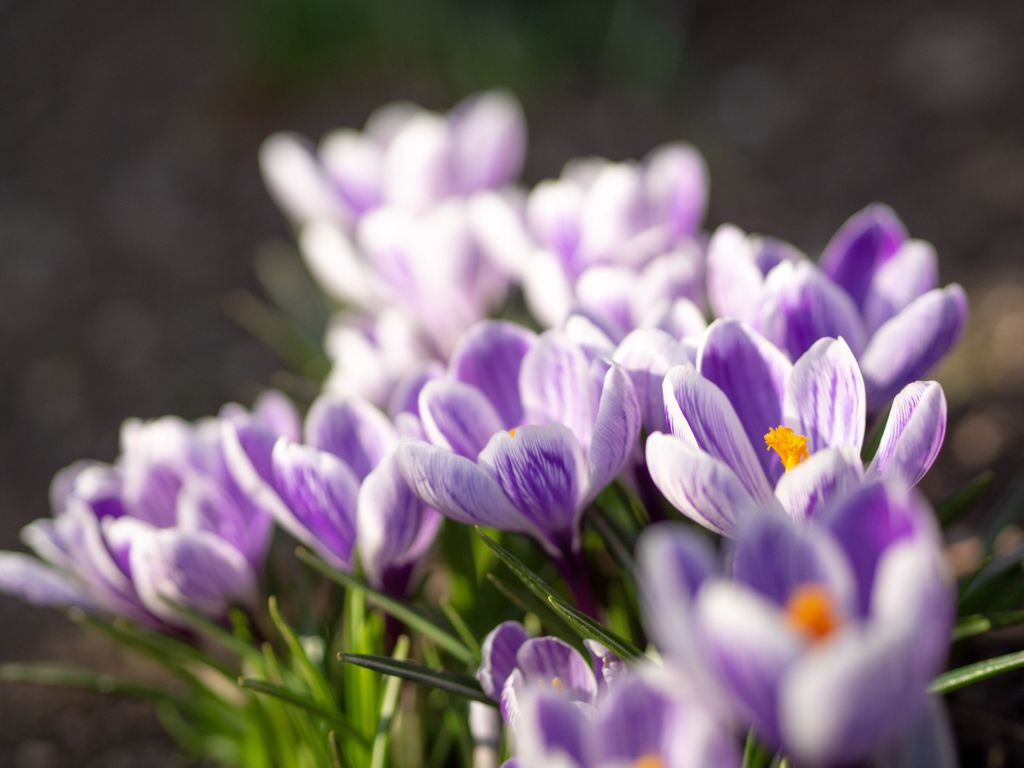 Happy Monday. We’re heading toward the end of crocus season, but there are still some lovely patches out there!