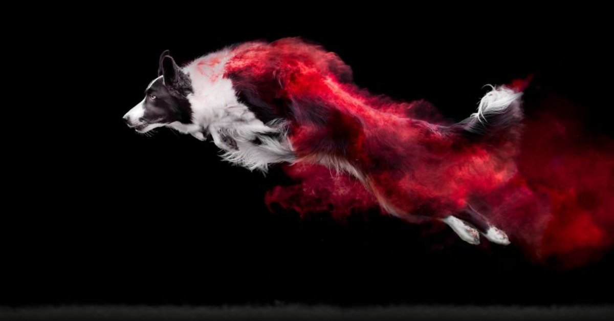 Joneschews's tweet photo. Photographer Jess Bell had the idea to toss powder on dogs and let them move! See more here: https://t.co/MxGLJE1BoI
#JonesNaturalChews #photography #photodogs https://t.co/Yb4wNKiorX