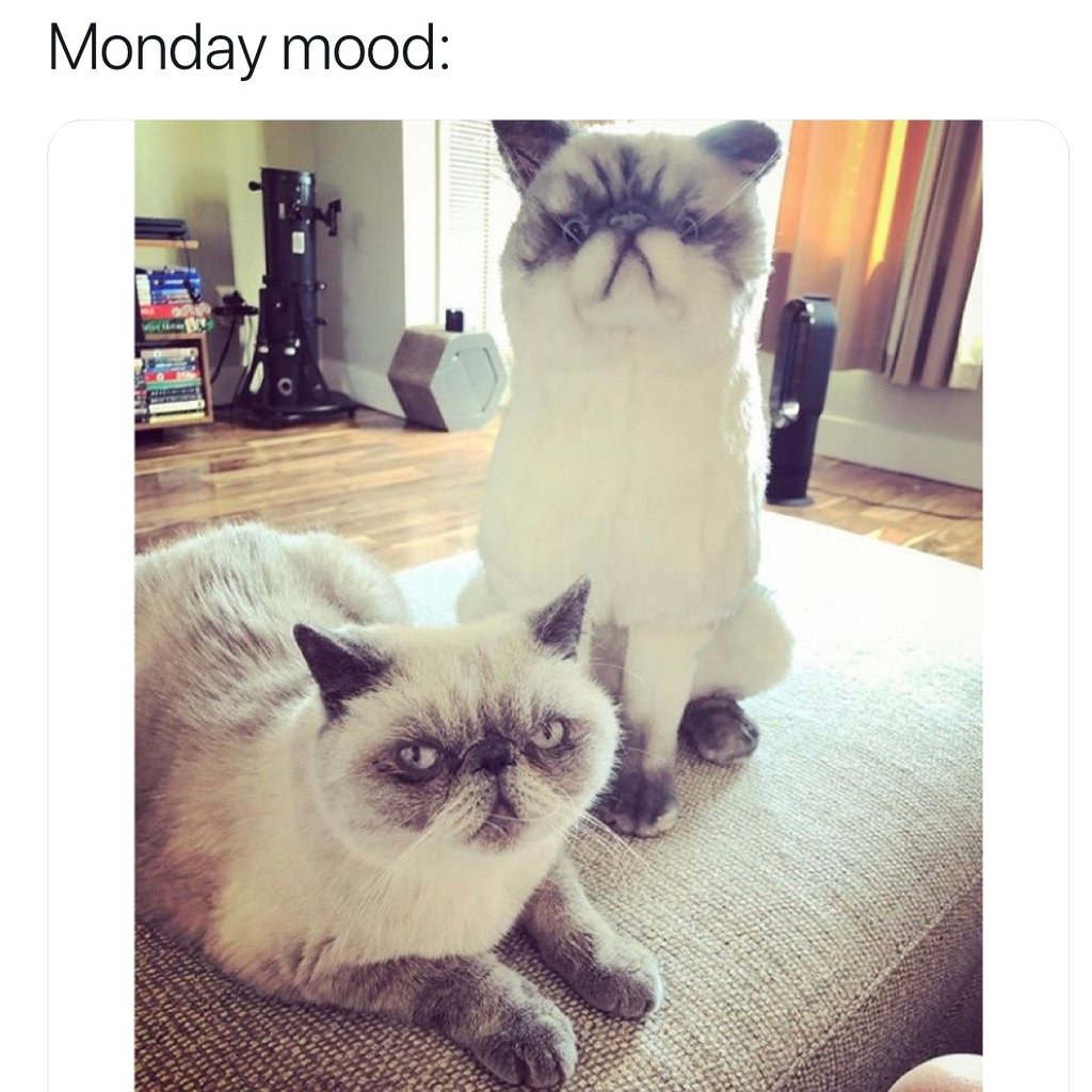 Petsies Sums Up How We Re Feeling Today How About You T Co Sybhj1ngv9 Petsies Cat Mondaymood Catstuffedanimal Customplush Doublethecuddle Handmade Design Petlove Cute Grumpy Catsoftwitter Catmeme T Co