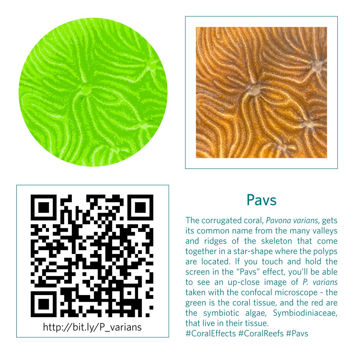 wrong_whale's tweet photo. Education tool: Coral Facebook Effect filters highlighting #coral reproduction, #confocal microscopy, and #Symbiodiniaceae (thanks to @ShumpeiM for zoox images!) for #SymbioSEAS. Help students share what they learn from your coral talks! https://t.co/WDa0bHDuzM