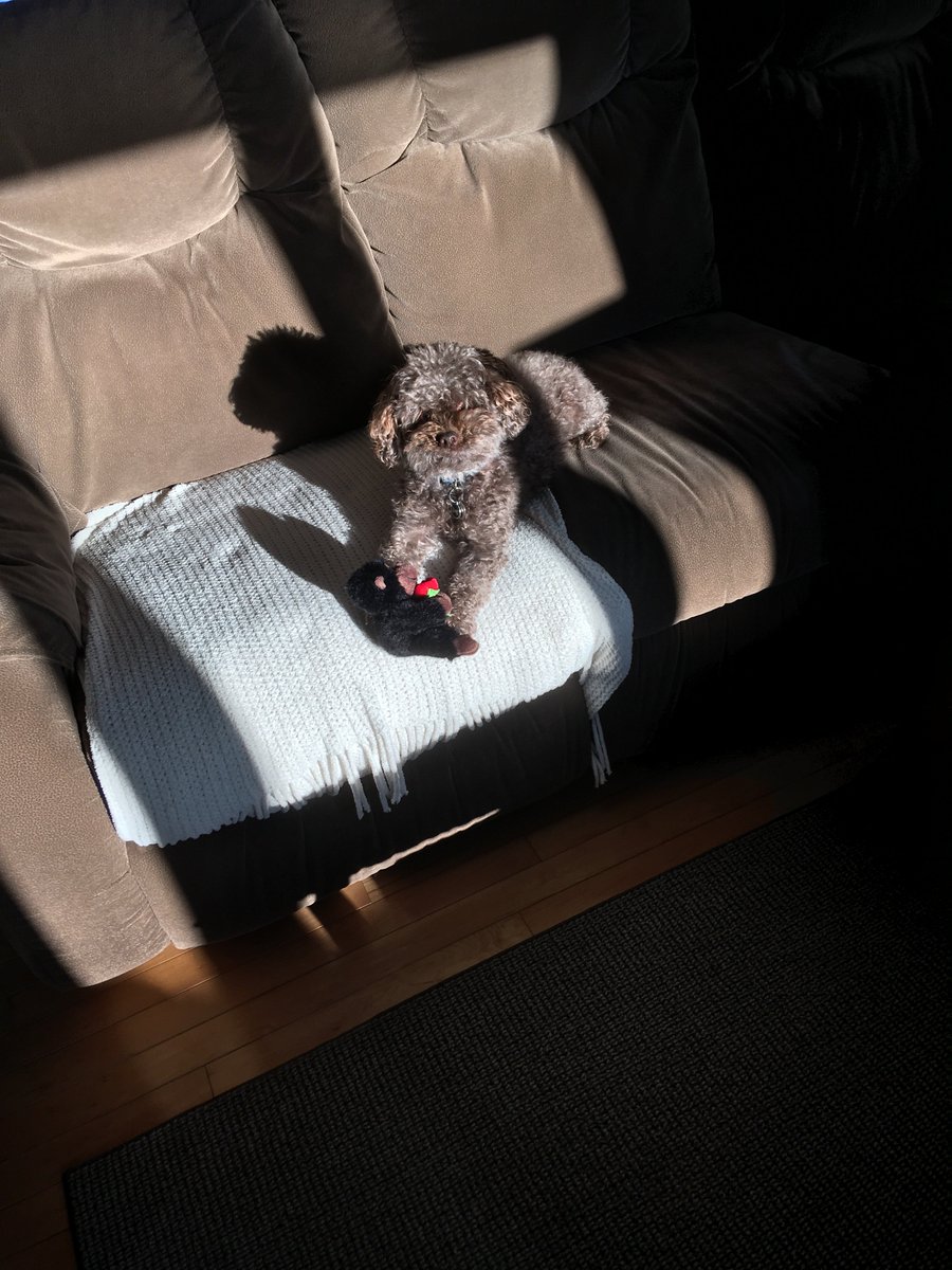 thetinymarie's tweet photo. @eneiman Chopin and i wish you a very happy birthgay https://t.co/UyZY4xkvUJ