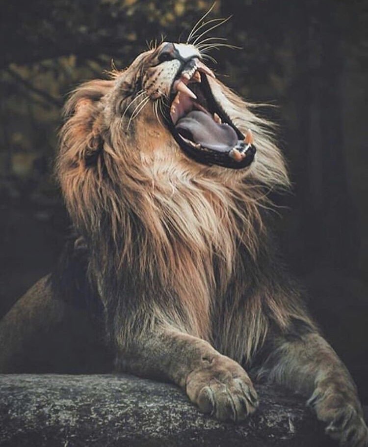 Rebirthone's tweet image. Sometimes we must remind ourselves of how strong and powerful we are #ANewBeginning