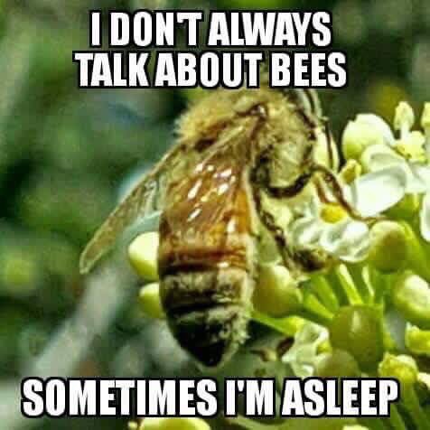 franksbees's tweet photo. Who’s ready for Bee Talk?
#Beehumor #beekeeperlife #BeeTruth https://t.co/AAx5CxNvA4