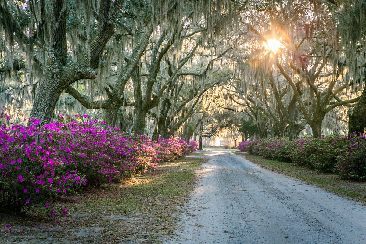VisitSavannah's tweet photo. Bonaventure is the place to be for admiring azaleas: https://t.co/ZiRscgytuC https://t.co/zRsrALzZvh