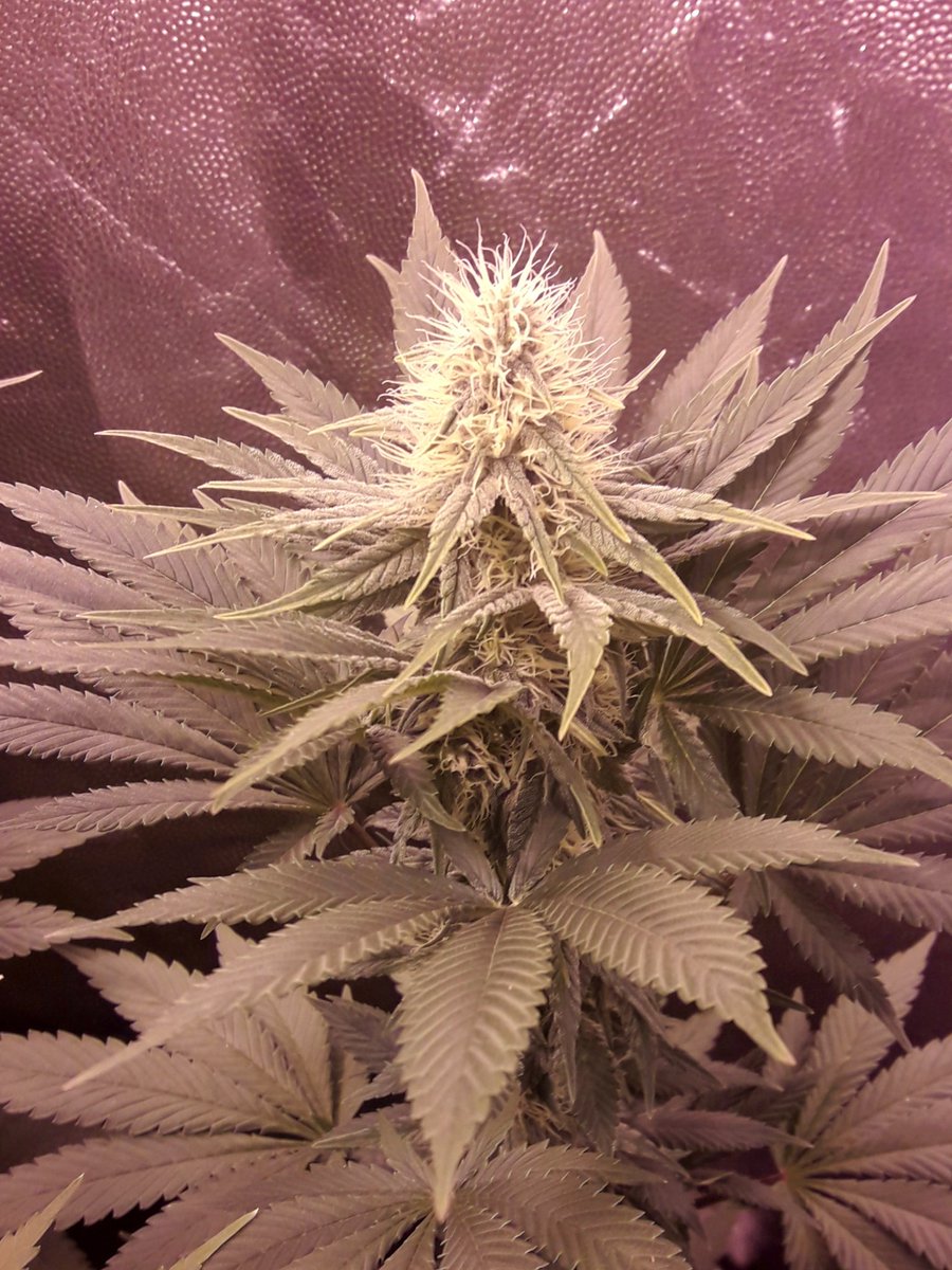 AdrycManellson's tweet photo. Weed Noche Verde Mundo Os Deseamos Mi Hada, la #Crew #AdrycManëllsonTesterTeam @HempCropEs y yo,
Con #Flores de #MatanusK @GeaSeeds y de #Gwyllion, #Morrigan y #Glaistig @GreenbudSeeds #LEC315Wts vrs. #HPS400Wts #RefPet #ProSoil @VitaLinkEU @HydroGardenLtd y @spiragrobio.
Salud😎 https://t.co/t7cmivcFt4