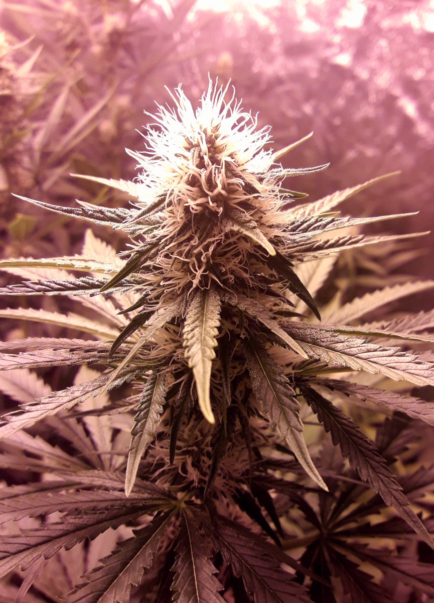 AdrycManellson's tweet photo. Weed Noche Verde Mundo Os Deseamos Mi Hada, la #Crew #AdrycManëllsonTesterTeam @HempCropEs y yo,
Con #Flores de #MatanusK @GeaSeeds y de #Gwyllion, #Morrigan y #Glaistig @GreenbudSeeds #LEC315Wts vrs. #HPS400Wts #RefPet #ProSoil @VitaLinkEU @HydroGardenLtd y @spiragrobio.
Salud😎 https://t.co/t7cmivcFt4