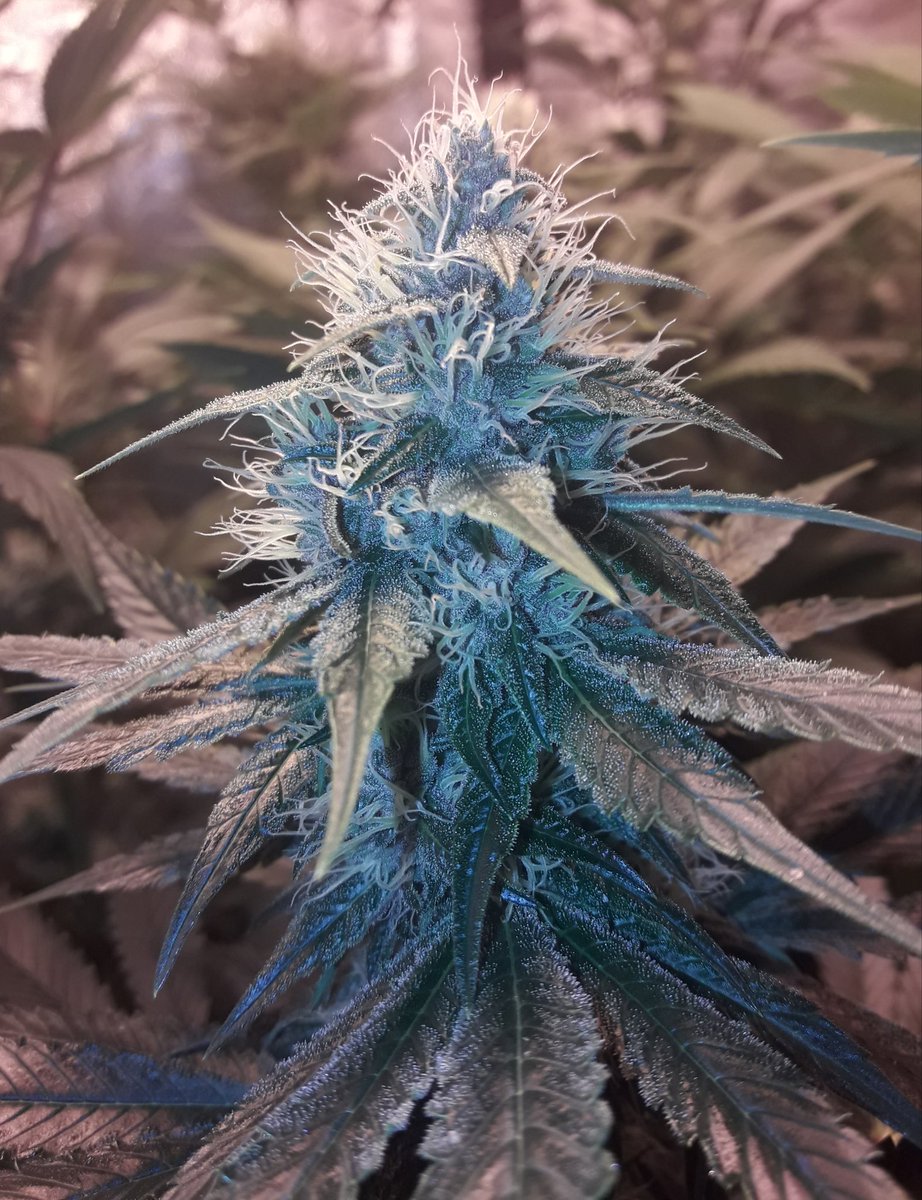 AdrycManellson's tweet photo. Weed Noche Verde Mundo Os Deseamos Mi Hada, la #Crew #AdrycManëllsonTesterTeam @HempCropEs y yo,
Con #Flores de #MatanusK @GeaSeeds y de #Gwyllion, #Morrigan y #Glaistig @GreenbudSeeds #LEC315Wts vrs. #HPS400Wts #RefPet #ProSoil @VitaLinkEU @HydroGardenLtd y @spiragrobio.
Salud😎 https://t.co/t7cmivcFt4