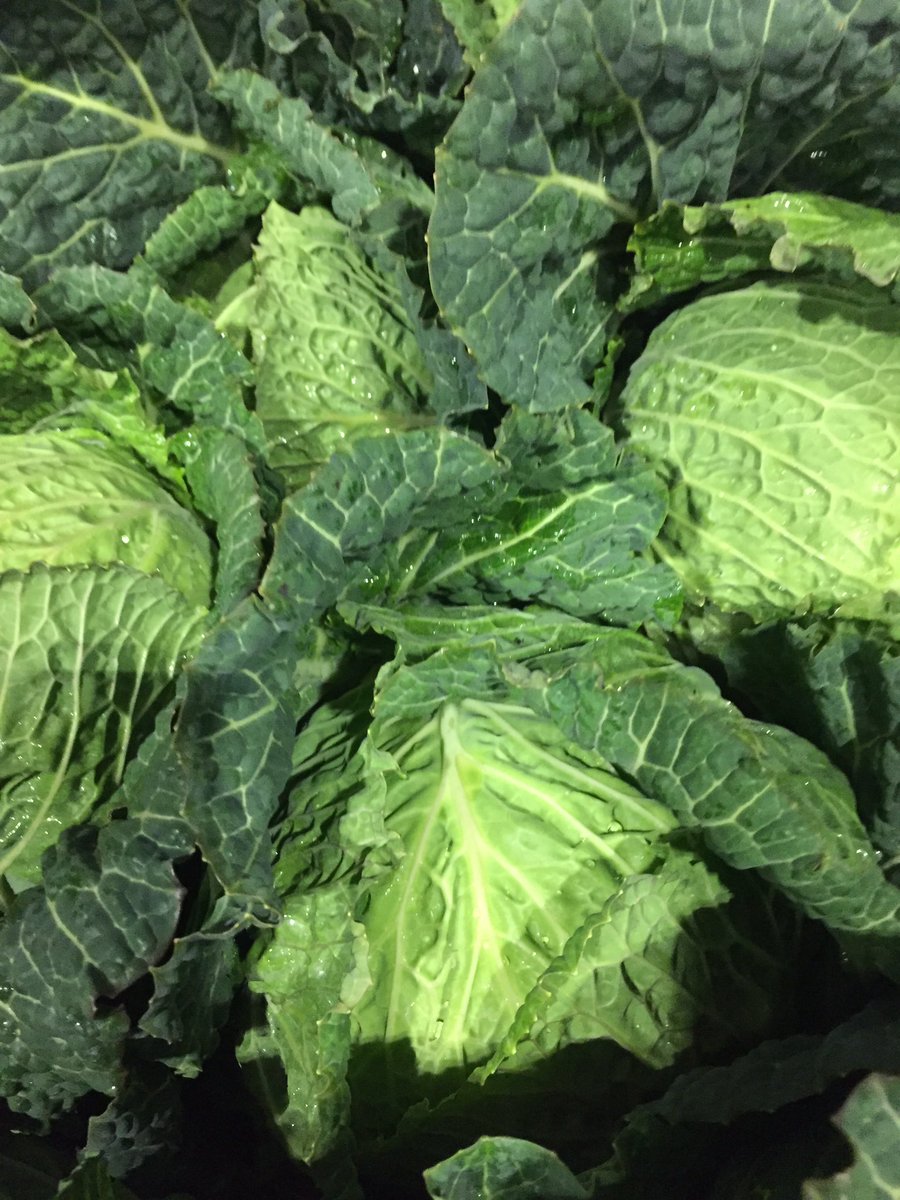 Totalcornwall's tweet photo. How Many Cabbage You Got 
- A Lot 
How Many Savoy You Got 
- A Lot 
How Many Tundra You Got 
- A Lot 
How Many January King You Got
- A Lot 

#21Cabbage @21savage https://t.co/CklkksG4JQ