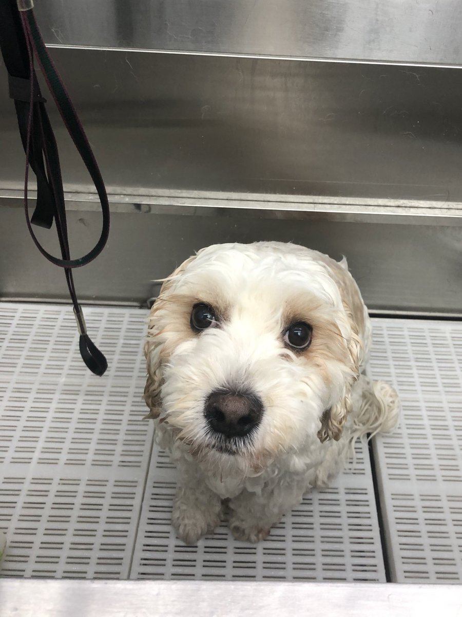 PoochiesD's tweet photo. Do you know how important it is to keep your poochie groomed? 
- Grooming your poochie every 6-8 weeks keeps them healthy and your house has less hair. Call us today to get your poochie groomed &amp; spoiled! (469)601-4565🐶
#DogGrooming 
#dogfacts101 https://t.co/XmPXYuKYz4