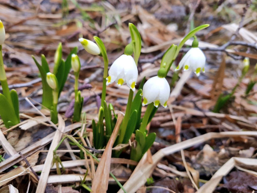 omarsery1's tweet photo. #Leucojum vernum - #bledule jarní - #Spring snowflake - Spring is coming in South-Moravian region https://t.co/BFeOxAXHKK