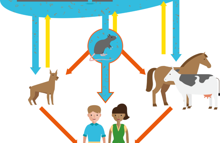 LA LEPTOSPIROSE, UNE ZOONOSE SOUS-ESTIMEE PARMI LES PLUS MORTELLES AU MONDE
Depuis 2014, le nombre de cas de leptospirose a doublé en France Métropolitaine avec plus de 600 cas/an. 
#prevention #Leptospirose #zoonose #sppsante
@IMAXIO_France 
buff.ly/2SAyiJp