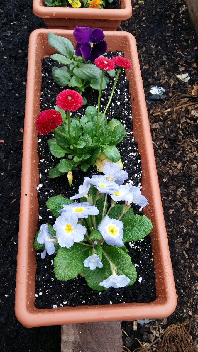 StMoChickBees's tweet photo. Thinking #mothersday? Look no further for #planter gift. See Miss James for further details @St_Maurice_High https://t.co/zyalVd5UW7