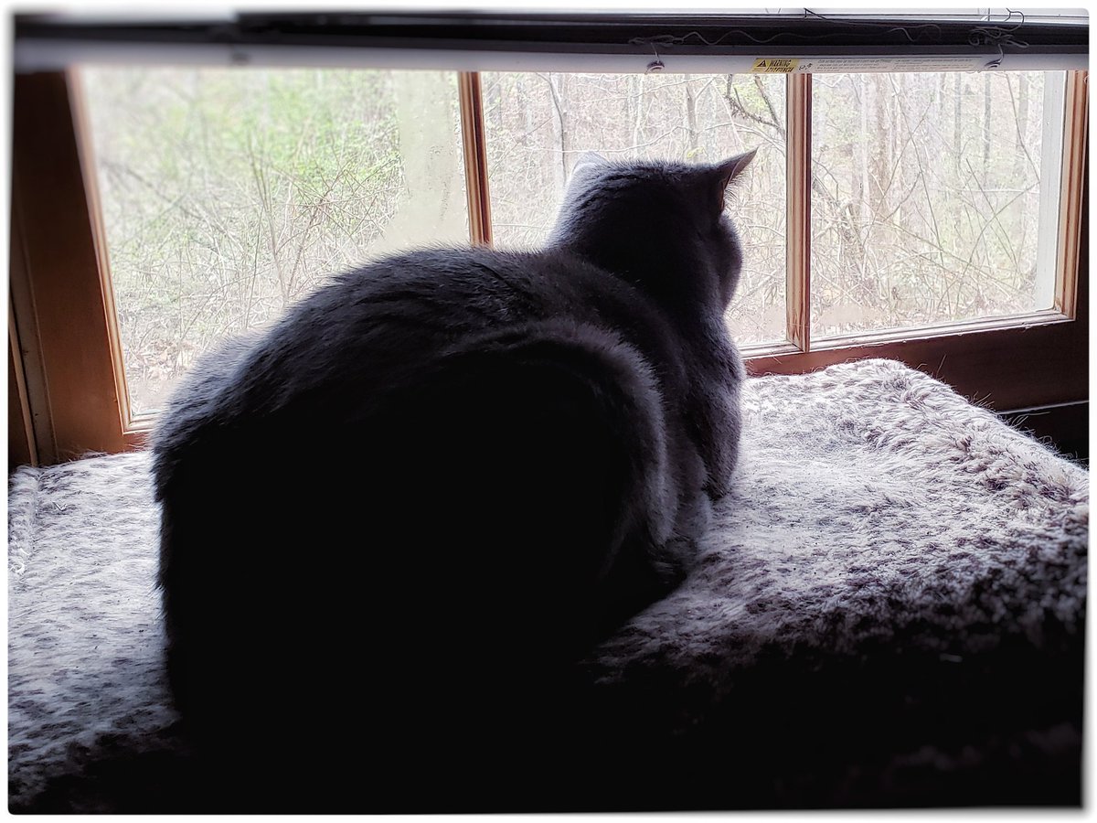 WyattMarlo's tweet photo. Seriously? Snowflakes? In Georgia? It must be Monday. --Wyatt.
#SnowReally? #CatsHateMondays #cat #CatsOfTwitter #tabbycat https://t.co/1Yj127di71