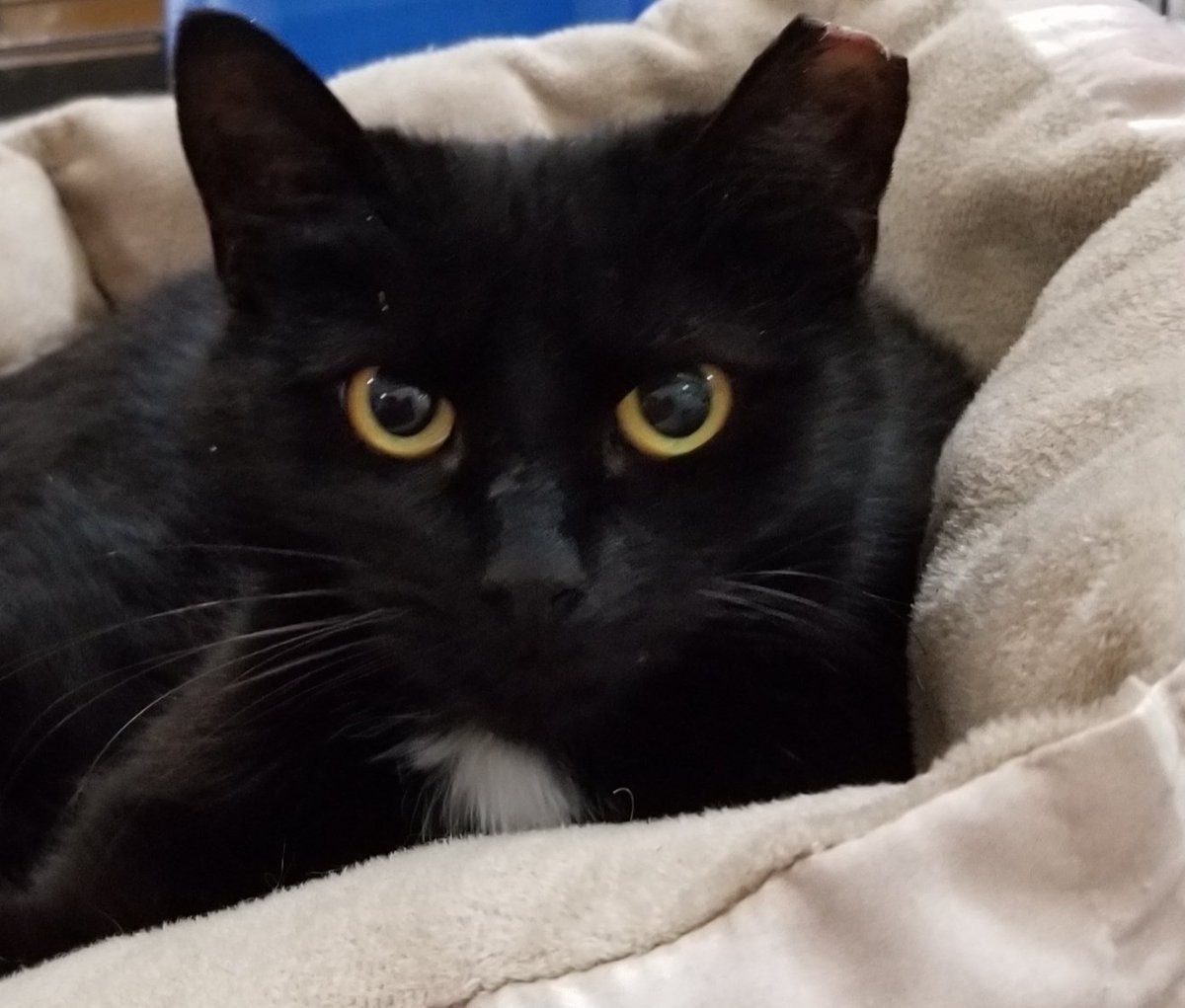 st_cats's tweet photo. This sweet girl is Addie! She is looking for her forever home!❤ She is super friendly and playful! 
https://t.co/e1yFQW6mk4
 #AdoptDontShop #CatsOfTwitter #rescuecats #streetcatsanddogsofnayaugzoo https://t.co/rtT4R4A3PW