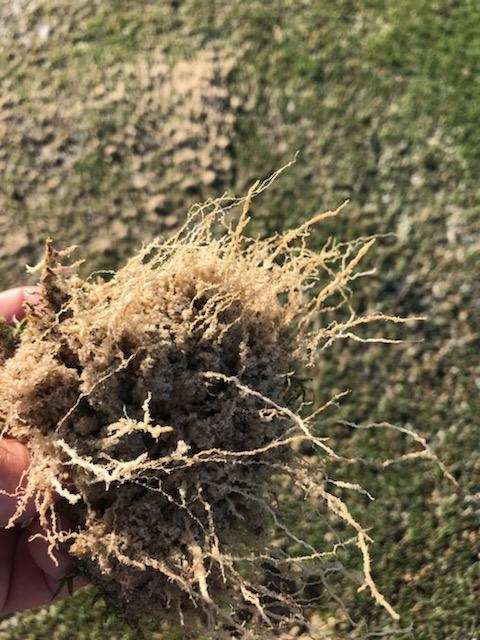 Mach1Ultradwarf's tweet photo. This grass is fast!  Mach1 planted at Streamsong on November 2nd is ready to roll.  #thisgrassisfast #mach1ultradwarf #ultradwarfbermuda https://t.co/nH5g2E2wzA
