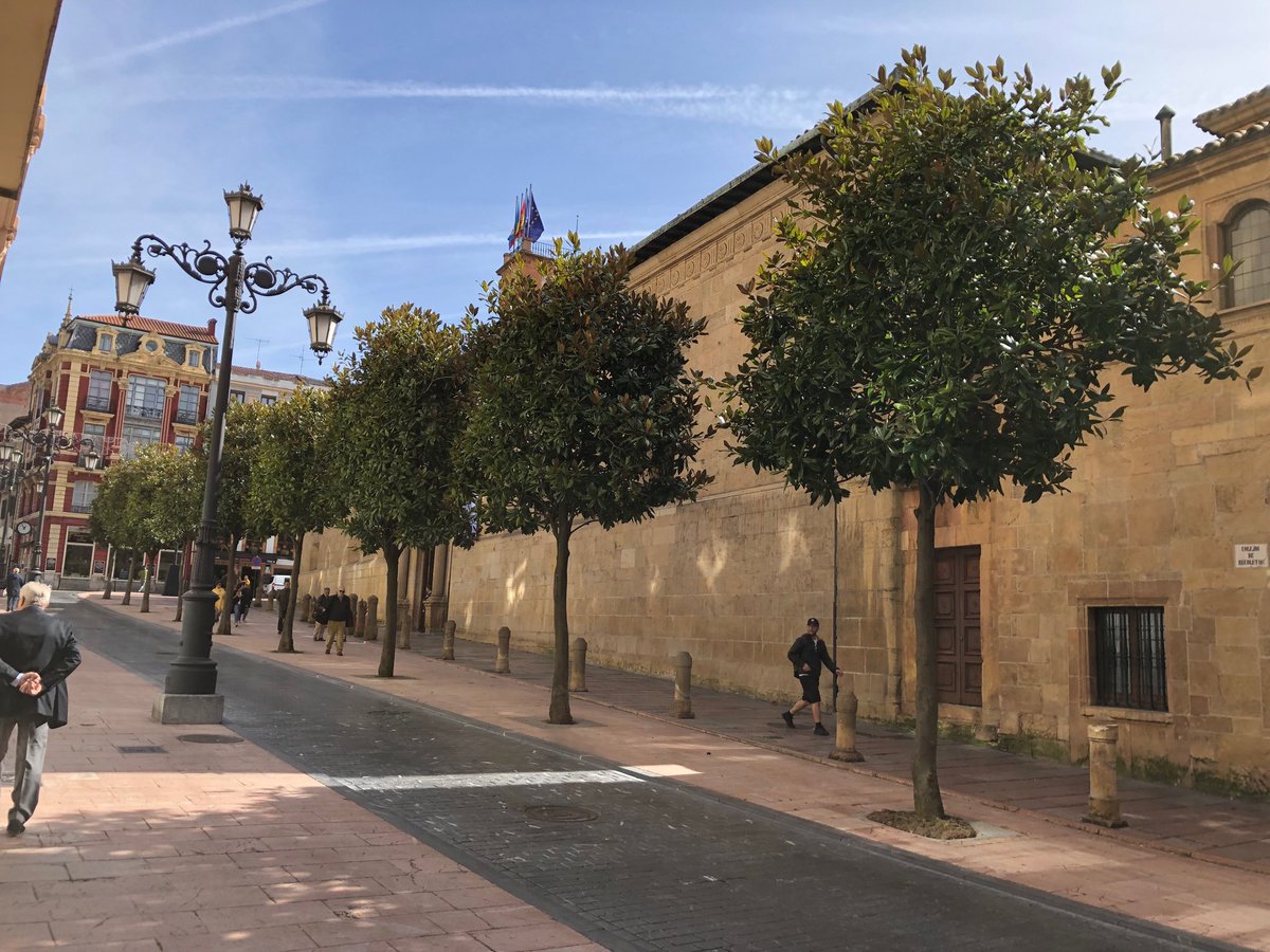 Louise_Venter's tweet photo. #pleached #Magnolia grandiflora outside #Oviedo University https://t.co/VIHU9495Oh