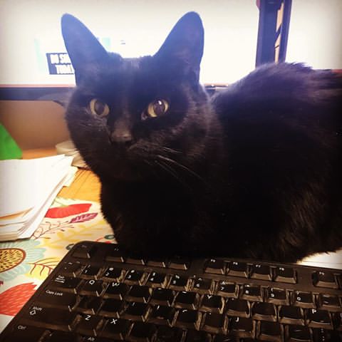 Help4UBids's tweet image. My handsome partner in crime "Smoke" at my work desk this morning! #happymonday #mondaythoughts #march