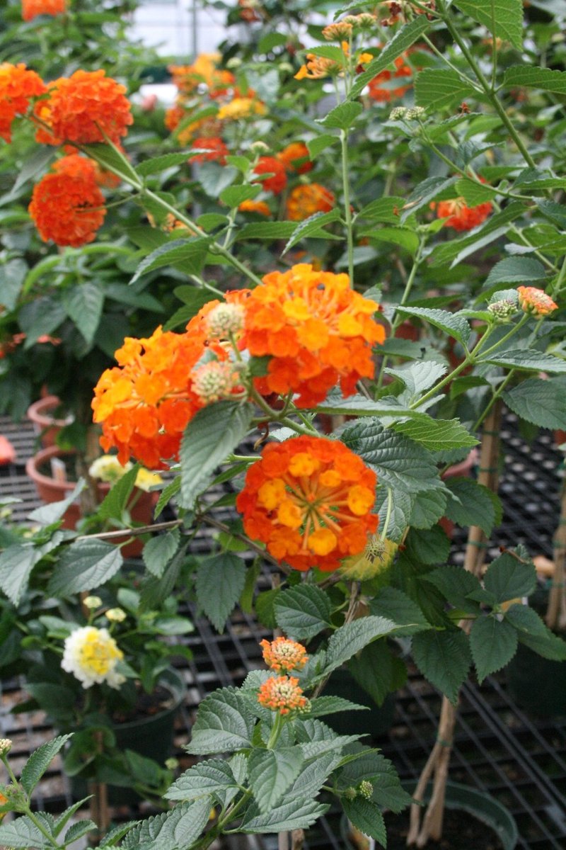 TheFlowerBin's tweet photo. A new variety of Lantana with bright orange flowers. Blooms through the summer, attracting pollinators. Lantana ‘Luscious Marmalade’ https://t.co/pNLKofR6yV