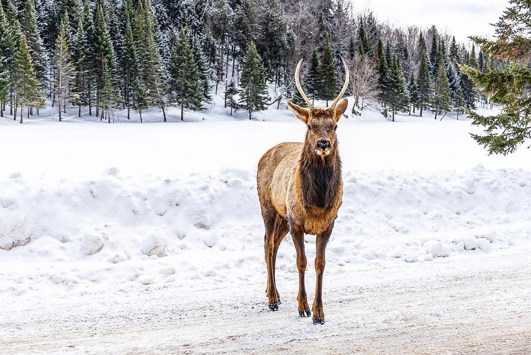 A young male elk being lured with a carrot. 
_____
#ottawa #canada #parcomega #outaouaisfun #quebecoriginal #myottawa #explorecanada #sharecangeo
#discovercanada #ottawatourism #ottawaphotographers #ottawaforyou #explorecanada #shotoncanon