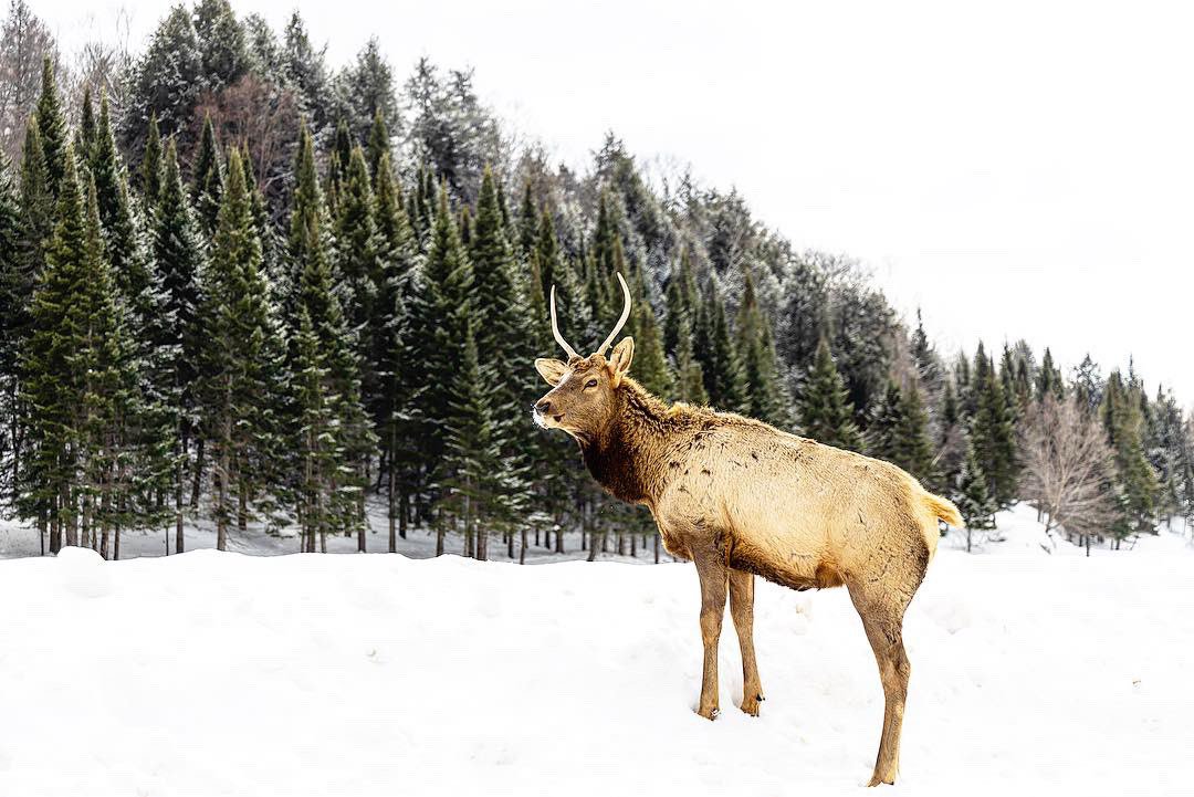 ASolisMontero's tweet image. A young male elk being lured with a carrot. 
_____
#ottawa #canada #parcomega #outaouaisfun #quebecoriginal #myottawa #explorecanada #sharecangeo
#discovercanada #ottawatourism #ottawaphotographers #ottawaforyou #explorecanada #shotoncanon