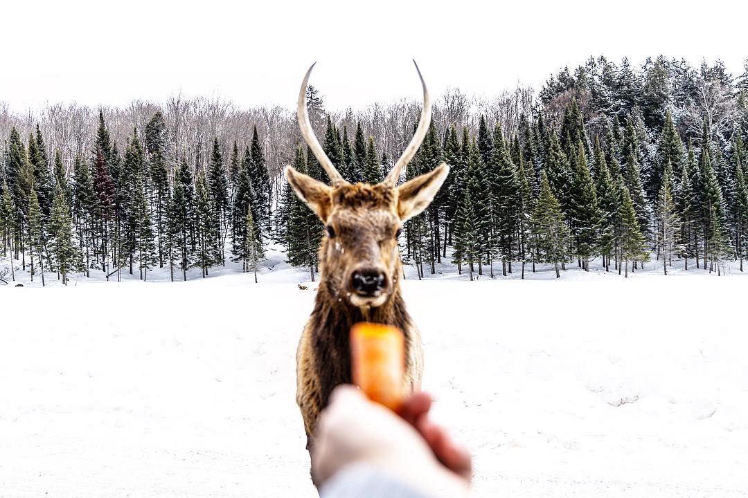 ASolisMontero's tweet image. A young male elk being lured with a carrot. 
_____
#ottawa #canada #parcomega #outaouaisfun #quebecoriginal #myottawa #explorecanada #sharecangeo
#discovercanada #ottawatourism #ottawaphotographers #ottawaforyou #explorecanada #shotoncanon