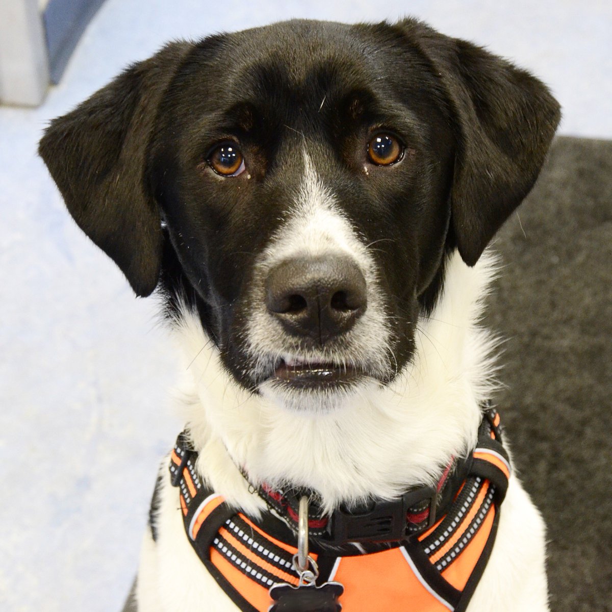 BCAHToronto's tweet photo. Bodhi is such a charming fellow. Especially when he wants more cookies! How could you say no to this face!? 😻#cookiesplease #cookiemonster #doglife #doglover #dogoftheday #torontodogs #dogsoftoronto #torontovets #torontopets #petlove #animalhospital #atthevet #vetvisit #bcah https://t.co/e2mpZ1yBdY