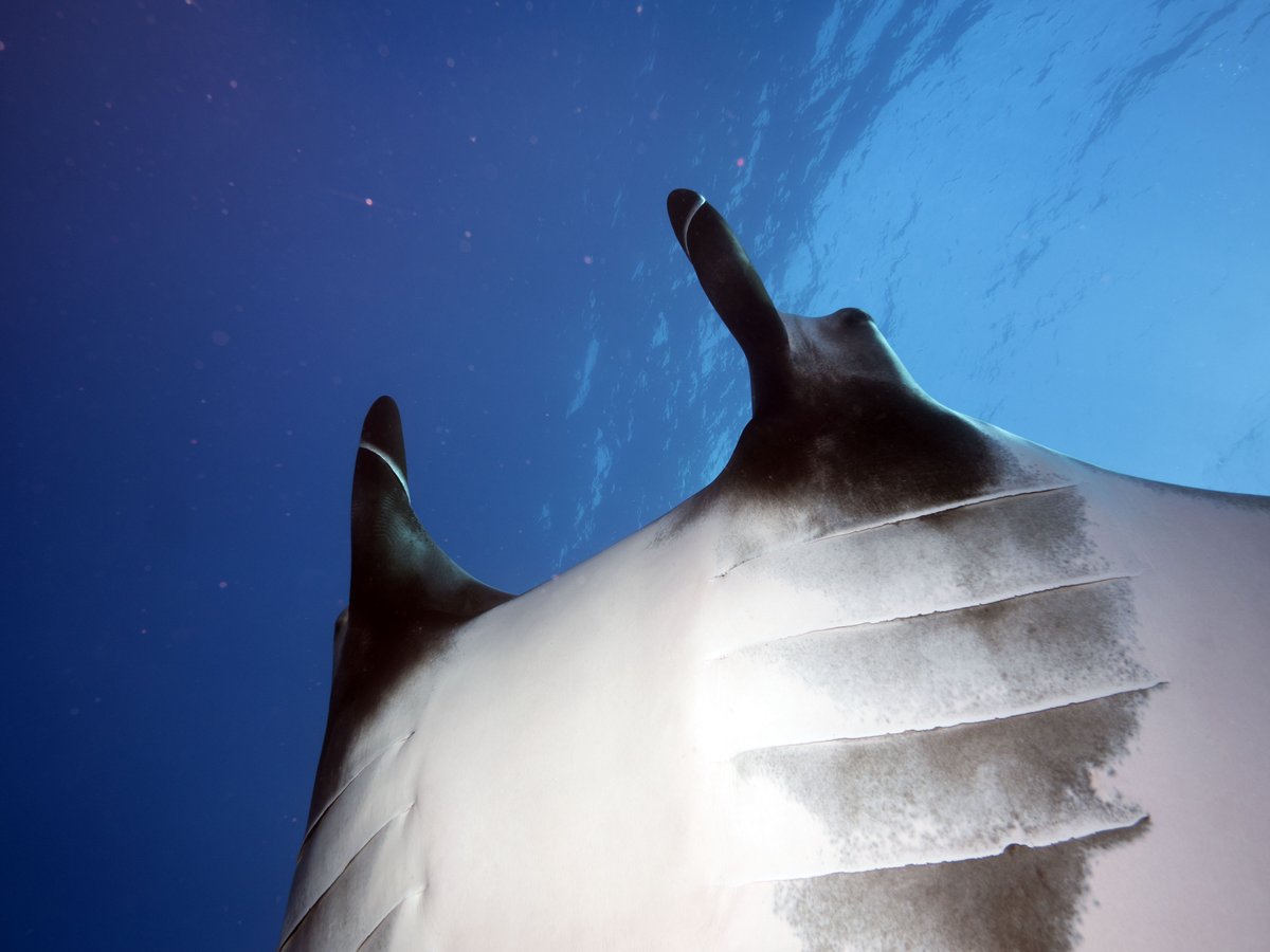 TravelwithTam's tweet photo. What Diving the Revillagigedos Archipelago Really Looks Like, Part Three https://t.co/oKxusQ1vgX #scuba #scubadiving #mantamonday #diving #scubadiver #mexico #revillagigedos #archiepelago #rayofhope #wildlife #ocean #oceanlover #manta #mantaray https://t.co/WDXWO2VKaI