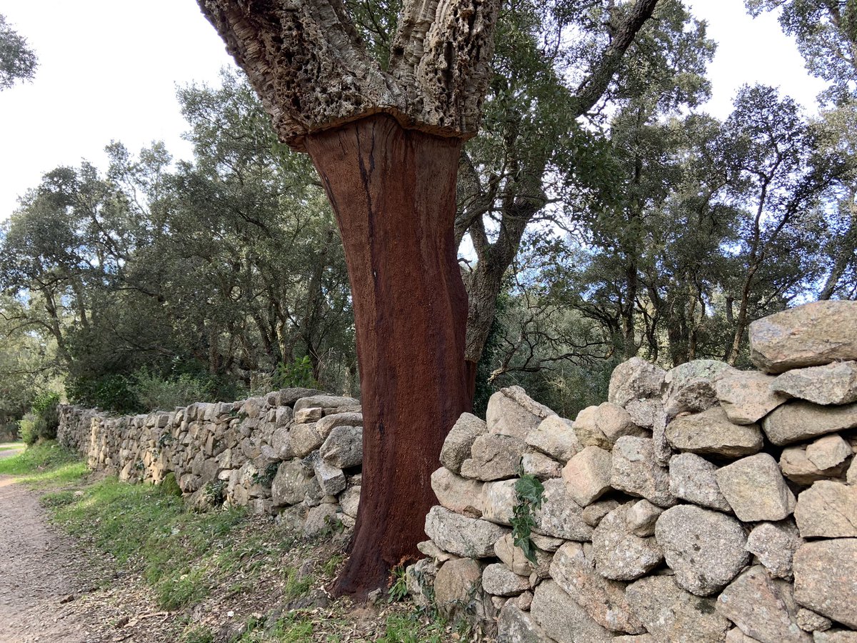 LiveInSardinia's tweet photo. Afternoon walk to relax and enjoy the peaceful countryside
#ThisIsSardinia #LiveInSardinia #Сардиния
#Sardaigne #Sardinien #VisitSardinia #サルディニア #撒丁岛 #Cerdeña #Italia #Italy #Sardinie #Sardīnija #bluezone #italinalife #mediterraneanliving #relax #naturelover #rural https://t.co/W4usXRoYGS