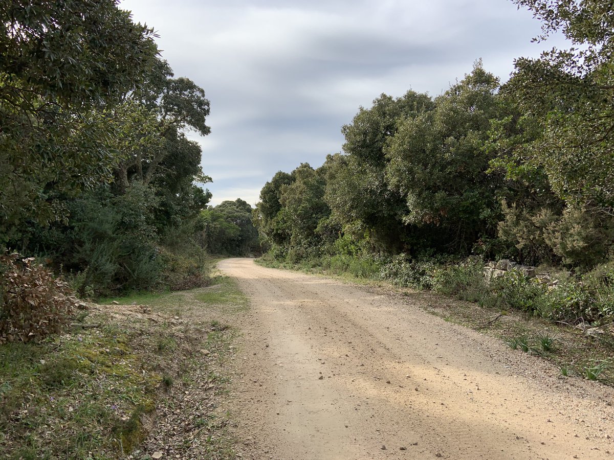 LiveInSardinia's tweet photo. Afternoon walk to relax and enjoy the peaceful countryside
#ThisIsSardinia #LiveInSardinia #Сардиния
#Sardaigne #Sardinien #VisitSardinia #サルディニア #撒丁岛 #Cerdeña #Italia #Italy #Sardinie #Sardīnija #bluezone #italinalife #mediterraneanliving #relax #naturelover #rural https://t.co/W4usXRoYGS